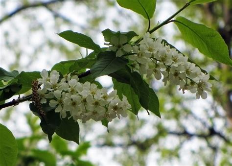 Черёмуха Маака (84 фото) » НА ДАЧЕ ФОТО