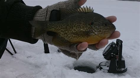 Ice Fishing For Big Bluegills Youtube