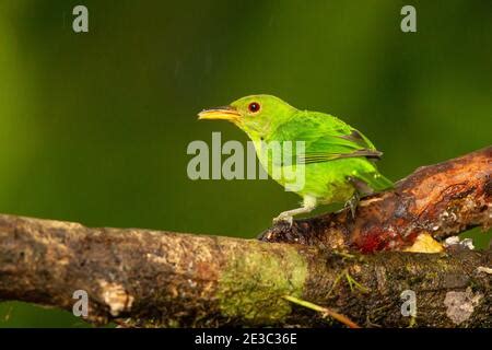 green honeycreeper chlorophanes spiza female costa rica stock photo