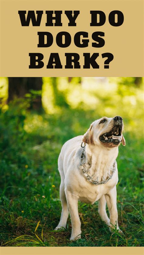 Why Do Dogs Bark What Are The Causes Dog Barking Dog Training Near