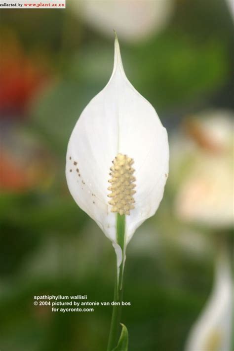 Spathiphyllum Wallisii Regel植物图片库植物通