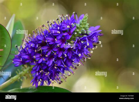 Close Up Of A Purple Hebe Flower In Bloom Stock Photo Alamy