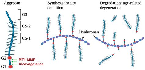 Ijms Free Full Text The Role Of Membrane Type 1 Matrix