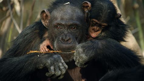 Bbc One Dynasties Hunting With Spears And Other Behind The Scenes