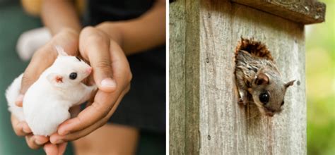 Sugar Glider Vs Flying Squirrel Meet The Sky Faring Rodents Own