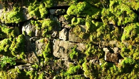 How To Landscape With Moss Rock Garden Guides