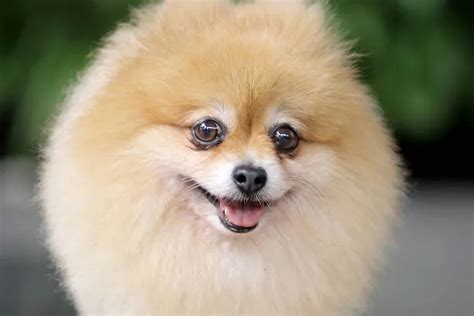 Pomeranian Mix Chihuahua: Perfect Pet Pal! - The Chihuahua Guide