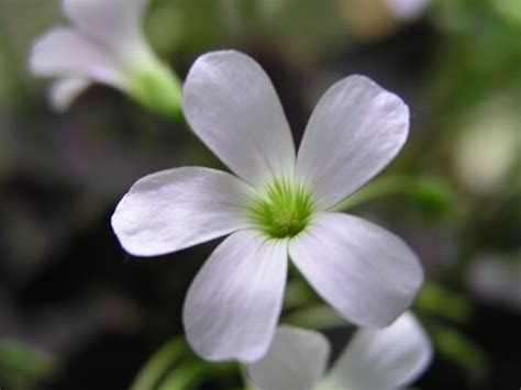 Gu A Completa Sobre El Cuidado De La Oxalis Acetosella Consejos Y