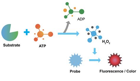 Atp Colorimetricfluorometric Assay Kit Tribioscience