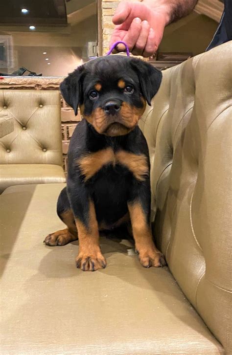 German Rottweiler Puppies For Sale - German Rottweiler Breeder