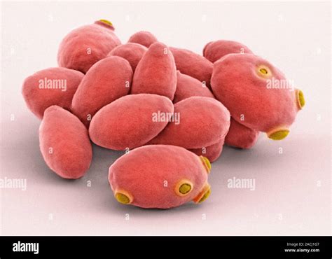 Yeast Cells Coloured Scanning Electron Micrograph Sem Of Cells Of