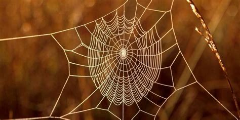 Your next outfit could be made of spider silk - Business News