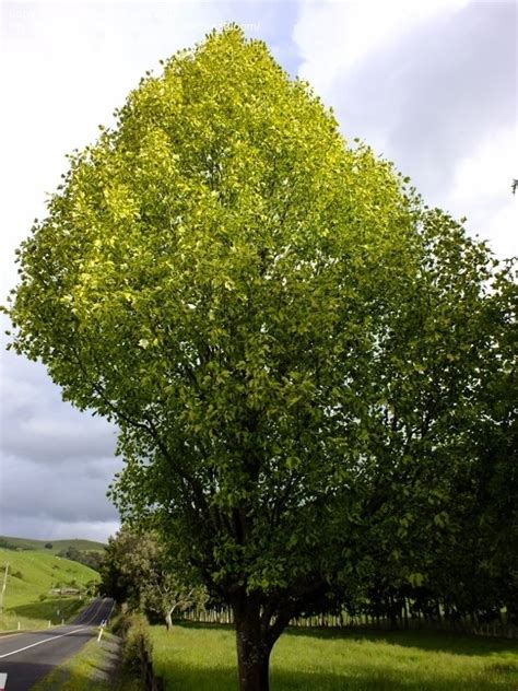 Plantfiles Pictures Variegated Tulip Poplar Variegated Tulip Tree