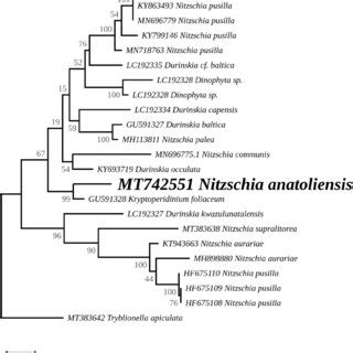 Maximum Likelihood Phylogeny Inferred From An Alignment Of Partial