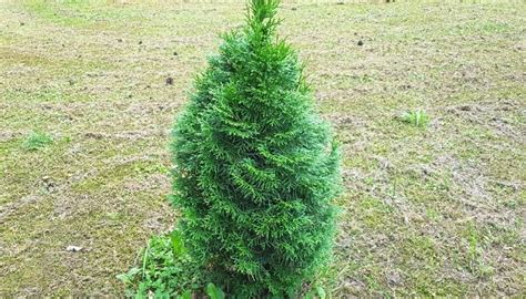 Thuja Green Giant Spacing Guide & Things To Consider