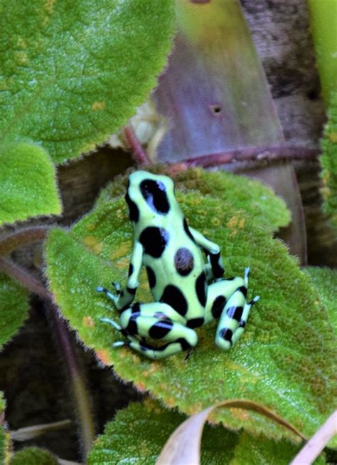 A Green And Black Poison Dart Frog In Costa Rica Costa Rica Wildlife