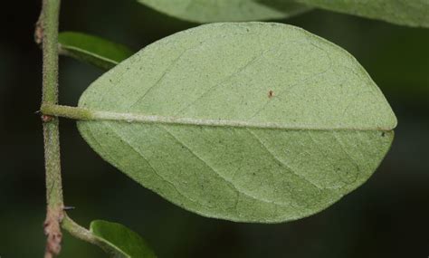 Capparis Sepiaria L Plants Of The World Online Kew Science