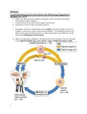 Lesson Grqs Meiosis Docx Meiosis Guided Reading Qs Do These Before