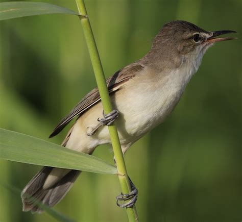 Let’s talk about the Basra reed warbler