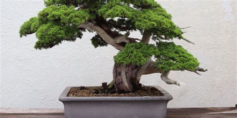 Everything You Need to Know When Growing Juniper Bonsai Trees