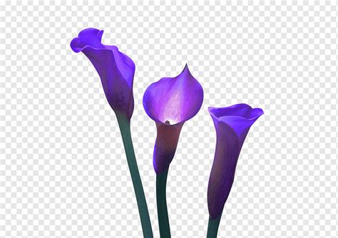 Cut Flowers Violet Plant Calla Flower Purple Violet Plant Stem Png