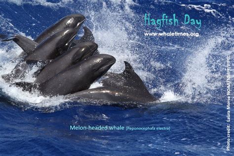 Hagfish Day Star Melon Headed Whale Whaletimes Inc