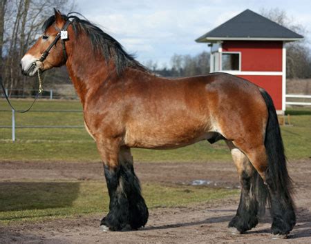 North Swedish Horse Info, Origin, History, Pictures