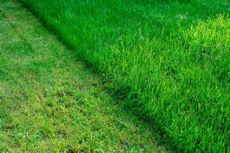 Perfectly Mowed Fresh Garden Lawn in Summer. Green Grass with Sunspots ...