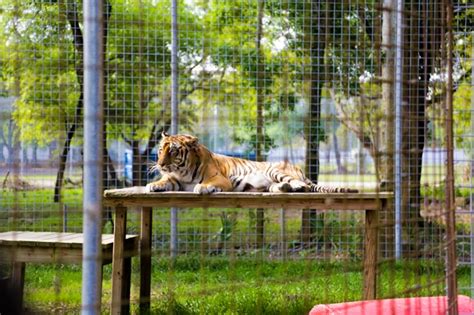 Exotic Cats At Big Cat Rescue In Tampa FL Wander The Map