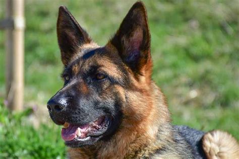 German Shepherd Bite Force: Incredible Facts You Didn't Know - Only ...