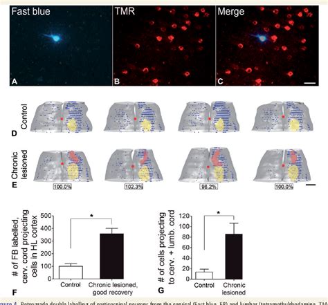 Figure From Back Seat Driving Hindlimb Corticospinal Neurons Assume