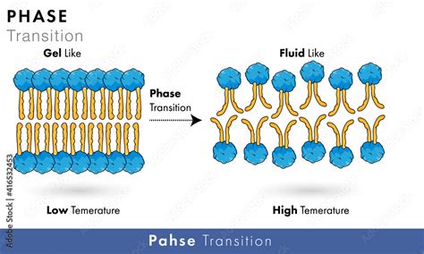 Vettoriale Stock Phase Transition Mechanism In Phospholipids Of Plasma