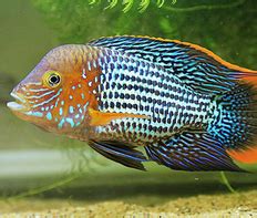 Акара бирюзовая (Andinoacara rivulatus): содержание, разведение, фото ...