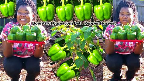 Bountiful Capsicum Bell Pepper Harvest When To Harvest Or Pick Up