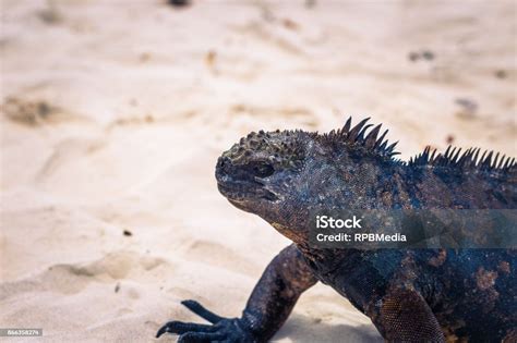 Kepulauan Galapagos 23 Agustus 2017 Iguana Laut Di Teluk Tortuga Di