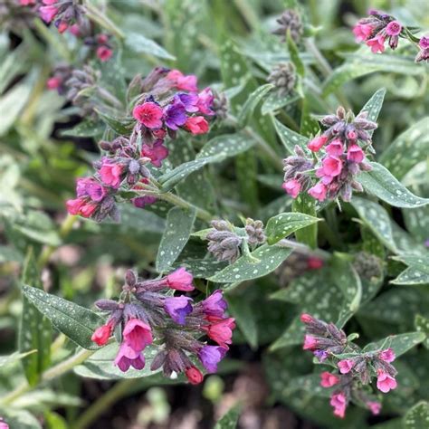 Pulmonaria Raspberry Splash Midwest Groundcovers Llc