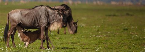 Wildebeest Migration – KiliTwende