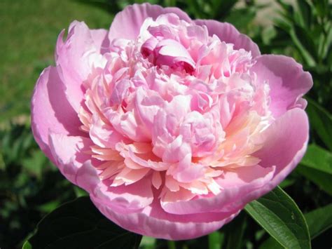 Пион Сорбет (Paeonia Sorbet): описание, посадка, уход и выращивание
