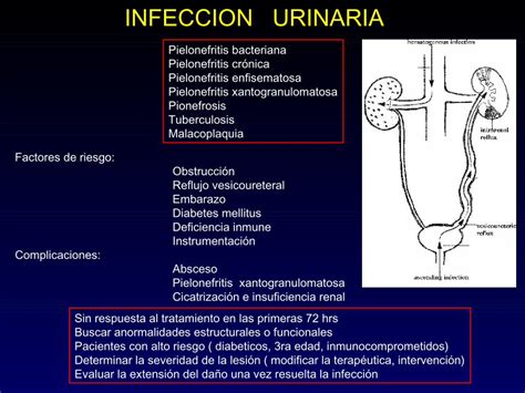 PDF Urologia Radiologica DOKUMEN TIPS