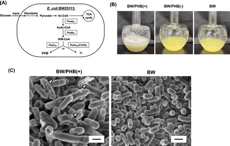 The Primary Findings Of Mv Biogenesis In E Coli Producing Phb A