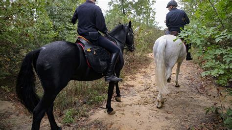 Sorpreso Nel Bosco Con Cocaina E Hashish Inseguito E Fermato Dai