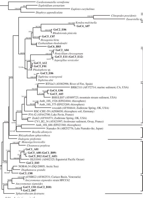 Opisthokonts Phylogeny Minimum Evolution Phylogenetic Tree Of