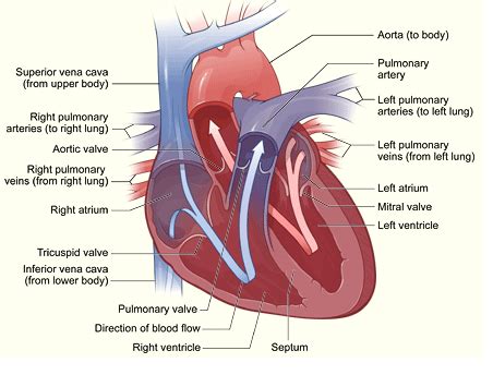 TEAS Cardiovascular System Diagram Quizlet