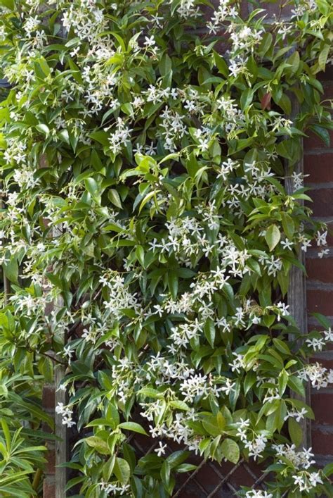 Kletterpflanzen Schnellwachsende Und Bl Hende Reben F R Ihren Garten