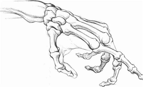 Anatomyand Structure Drawing Hands Joshua Nava Arts Skeleton