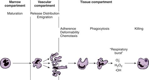 Developmental Immunology Clinical Tree