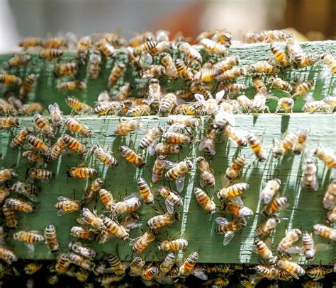 Poca De Seca Traz Aumento Nos Ataques De Abelhas Saiba Como Evitar