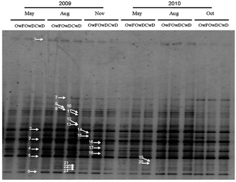 Denaturing Gradient Gel Electrophoresis Dgge Band Patterns Of