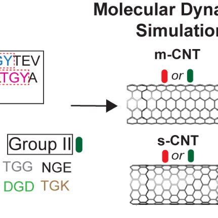 The Tripeptide Library Modelled From The D Domain Of Flagellin Is