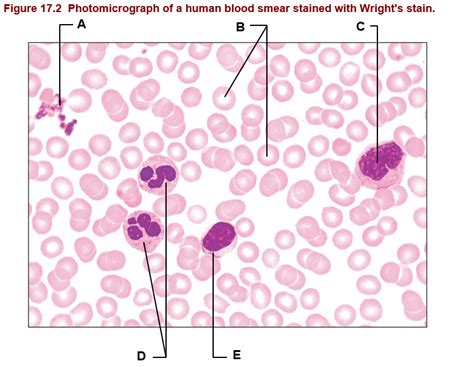 Blood Smear Diagram Quizlet